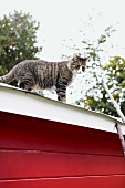 Tabby cat on roof of red wooden cabin