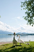 Two swans at shore with Alps and sea in background, Chiemsee, Chiemgau, Bavaria, Germany