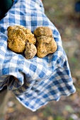Close-up of alba truffles on checked napkin