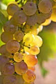 Close-up of bunch of grapes