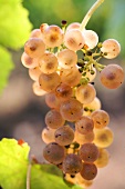 Close-up of bunch of grapes