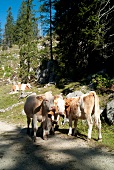 Cattles grazing on Chiemgau Alps mountain, Bavaria, Germany