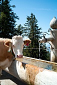 Cattles grazing on Chiemgau Alps mountain, Bavaria, Germany