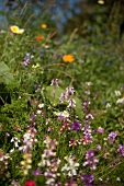 Close-up of wild flowers in meadow, Sauerland, Germany