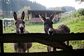 Esel, braun, stehen, Zaun, Koppel Hiebammenhütte, Sauerland