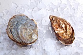 European flat oyster and pacific cupped oyster on ice