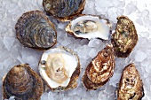 Close-up of European oysters and Pacific cupped oysters on ice