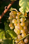 Bunch of grapes, close-up