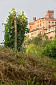 Ort Barolo in Italien im Vordergrund Weinreben, Weinanbau