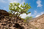 View of Incense tree on hill in desert, Oman