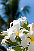 Close-up of white frangipani in Salalah, Dhofar, Oman