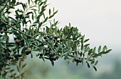 Close-up of olive branches
