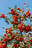 Pflanze, Baum, Laubbaum, Vogelbeere Detail, Blätter, Blattwerk, rot
