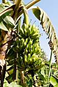 Bananenstaude, Bananen, Pflanze Bananenplantage, Salalah,  Oman