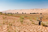 View of Wahiba sands desert, Oman