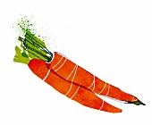 Gemüse, Wurzeln, Karotten, Möhren 