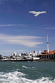 View of seagull flying over sea and skyline in San Francisco, California, USA