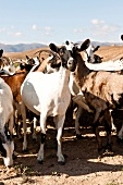View of goats in desert of Salalah, Dhofar, Oman