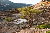 View of incense trees with mountain, Salalah, Dofar, Oman
