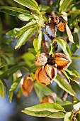 Mandeln, Mandelbaum, Blätter, Mallorca, Spanien