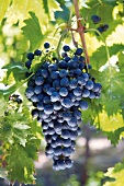 Weintrauben, Trauben, Weinrebe Rebe, Spanien, Andalusien, Ronda