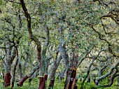 Cork trees at Calangianus near Gallura, Sardinia, Italy