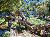 View of Supra Monte in Barbagie, Sardinia, Italy