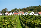 Weinanbaugebiet, Weingut 