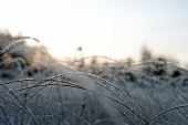 Close-up of frozen grasses in Lapland, Finland