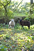 Schafe, weiß, schwarz, Weide, Wiese Koppel, grasen