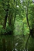View of trees and rivers at Spreewald, Berlin, Germany