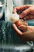 Closed-up of scallops and mussels being washed