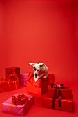 Hund Betty, springt aus Geschenk, Karton, rot, springen