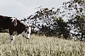Bayern, Kuh, Rind grast auf Wiese, Weide, weidet