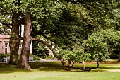 Mammoth tree at Graflicher Park in Teutoburg Forest, Germany