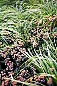 Close-up of grass and flowers at Graflicher Park in Teutoburg Forest, Germany