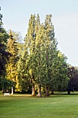 Pyramid shaped oak trees at Graflicher Park in Teutoburg Forest, Germany