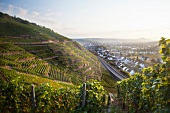 View of wineries in Bad Neuenahr-Ahrweiler, Germany