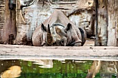 Rhino in Hannover Adventure Zoo, Hannover, Germany