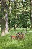 Fallow Deer in grassland at zoo Kirchrode, Hannover, Germany