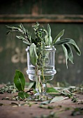 Thyme, rosemary and sage leaves in wine glass