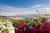 View of colourful flowers and Jesus Trail from Mount of Beatitudes, Galilee, Israel