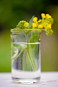 Close-up of mustard flower in glass of water