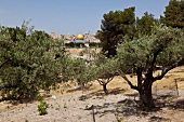 Israel, Jerusalem, Blick vom Ölberg, Tempelberg, Felsendom, Bäume