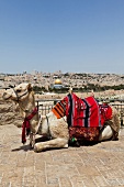 View of camel and Dome of the Rock in Temple Mount from Mount of Olives, Jerusalem, Israel