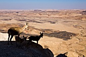 Israel, Wüste Negev, Har Ramon, Krater, Steingeiß mit Kitz