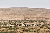 Grazing herd of sheep on landscape in Negev, Israel