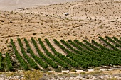 Israel, Negev Wüste, Weinanbau X 