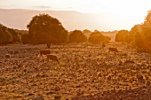 Cows grazing on landscape at dusk, Golan, Israel