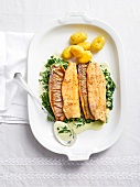 Arctic char with spinach on tray, Bavaria, Germany